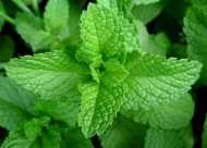  Entreprise Horticole cherche Partenaire – investi