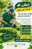  إعلان عن البحث عن عمل 