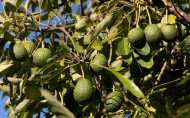 FERME   DE 7 HECTARES à vendre à EL JADIDA