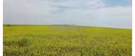 Terrain agricole 