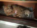 chaton persan pure race