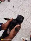 Chiots malinois charbonnier 