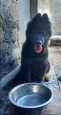 chiots berger royale