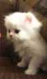 Petit chat
