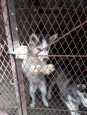 chien husky