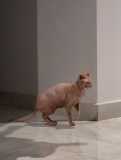 Sphynx unique blanc