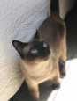 Chat siamois