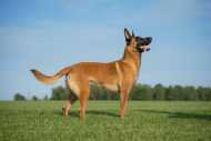 Dresseur profitssionnel du chien 