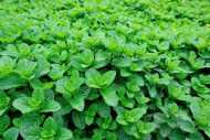 Investir dans l’Agriculture Biologique