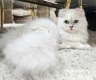RARE chatte mignature scottish fold